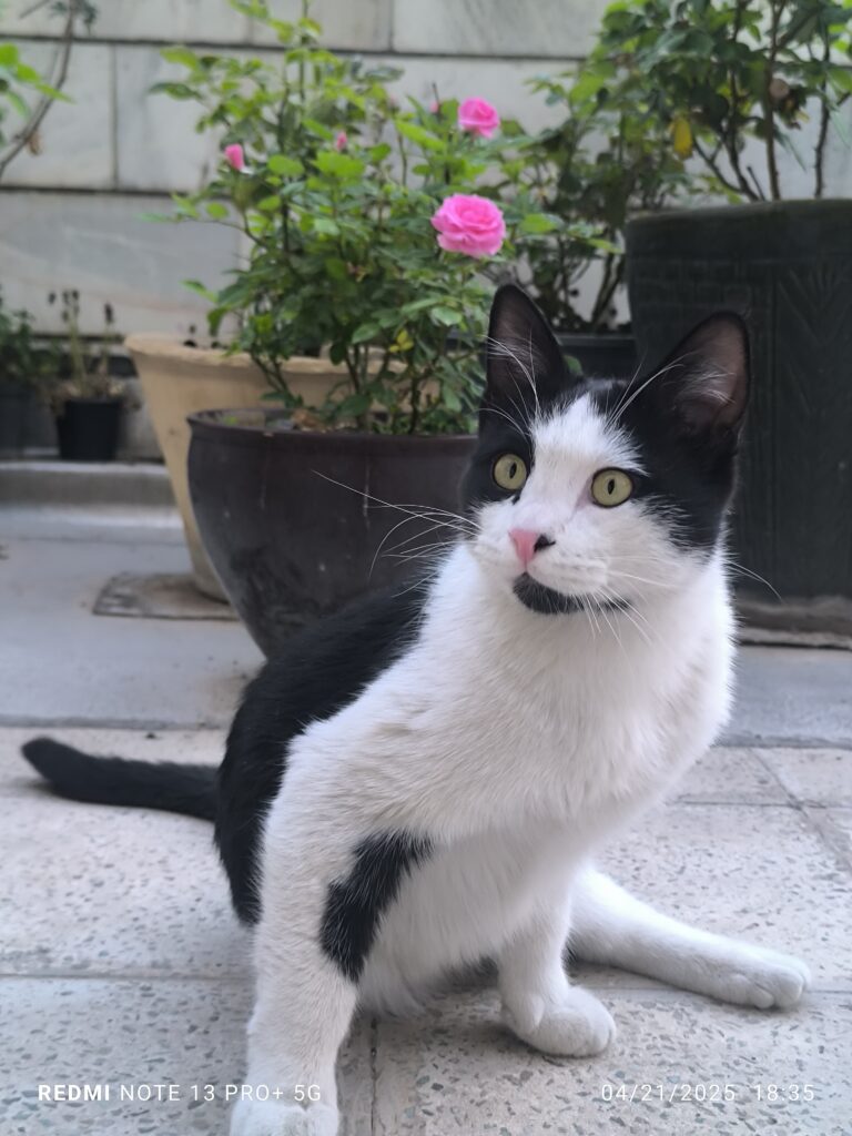 گربه گمشده