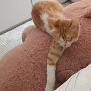 بچه گربه نارنجی DSH