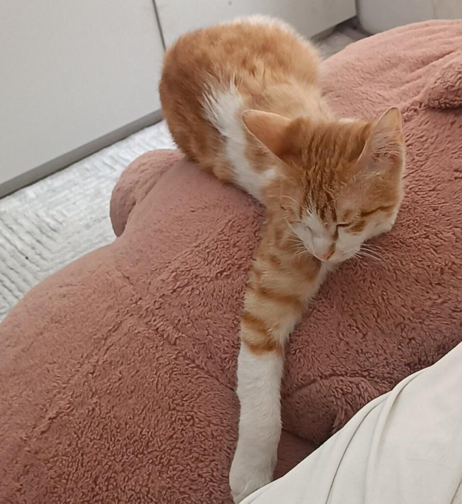 بچه گربه نارنجی DSH