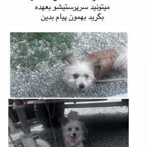 سگ پیدا شده در شهریار