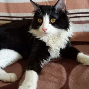 گربه به شدت زیبا و خوشگل