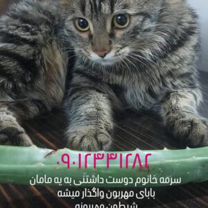 گربه