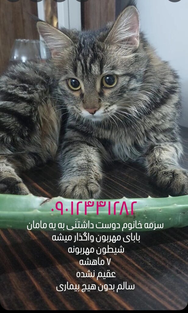 گربه