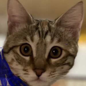واگذاری گربه DSH خشگل