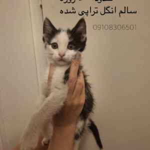 واگذاری بچه گربه