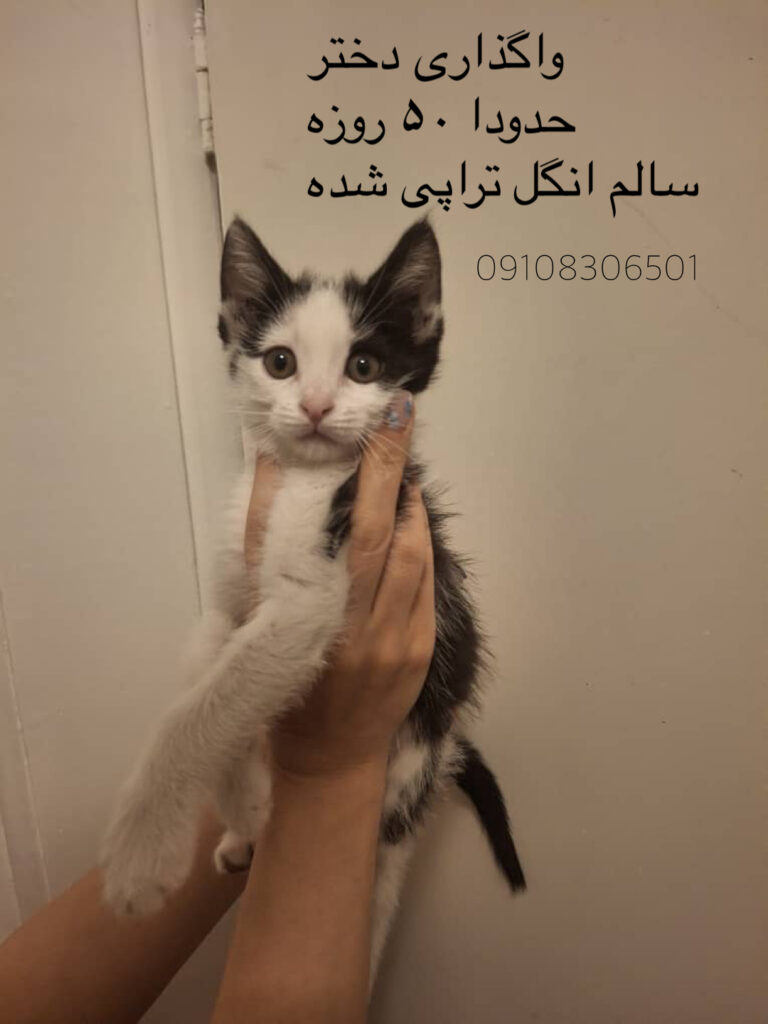 واگذاری بچه گربه
