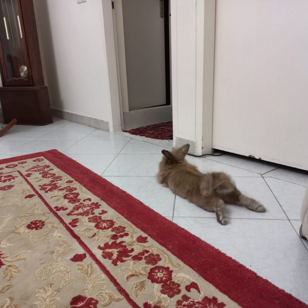 خرگوش