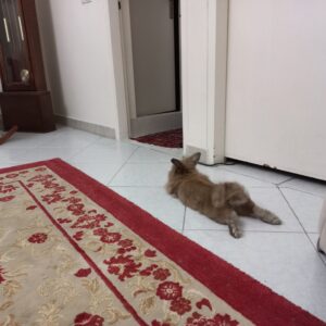 خرگوش