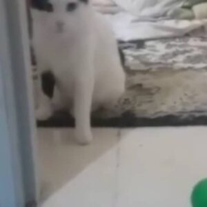 واگذاری آقا وانیل شش ساله
