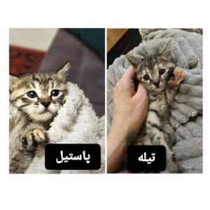 واگذاری تیله و پاستیل دخترای زیبای سه هفته ای