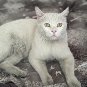 گربه سفید گمشده محدوده خیابان اسکندری