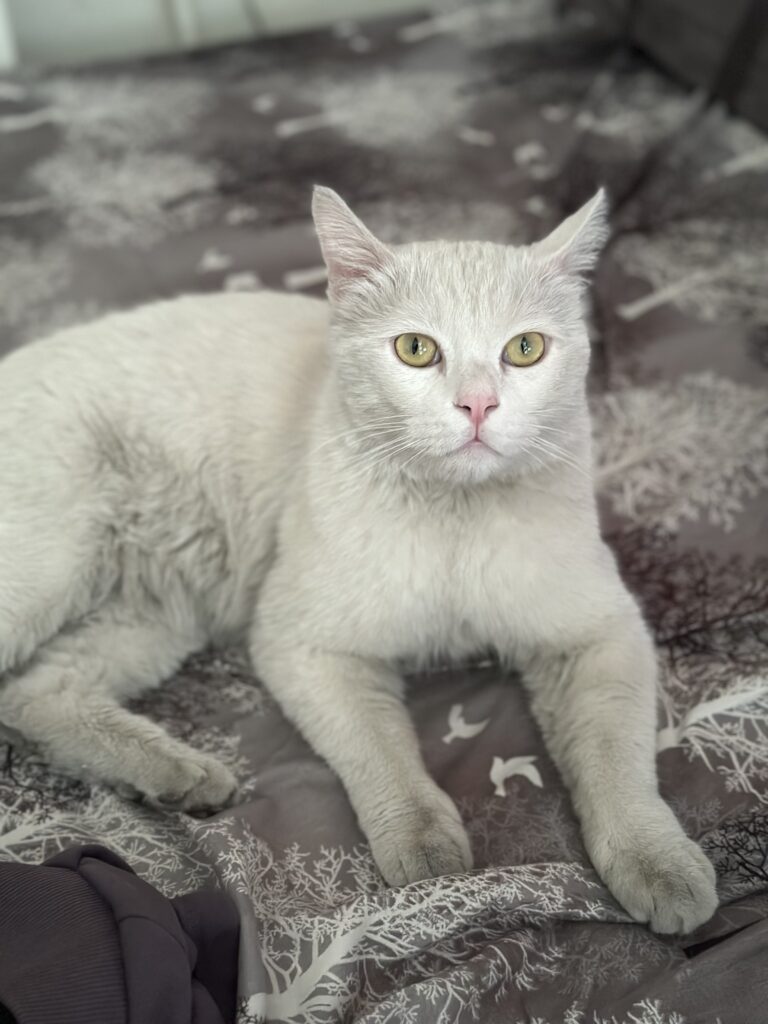 گربه سفید گمشده محدوده خیابان اسکندری