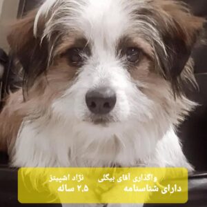 واگذاری یک قلاده سگ