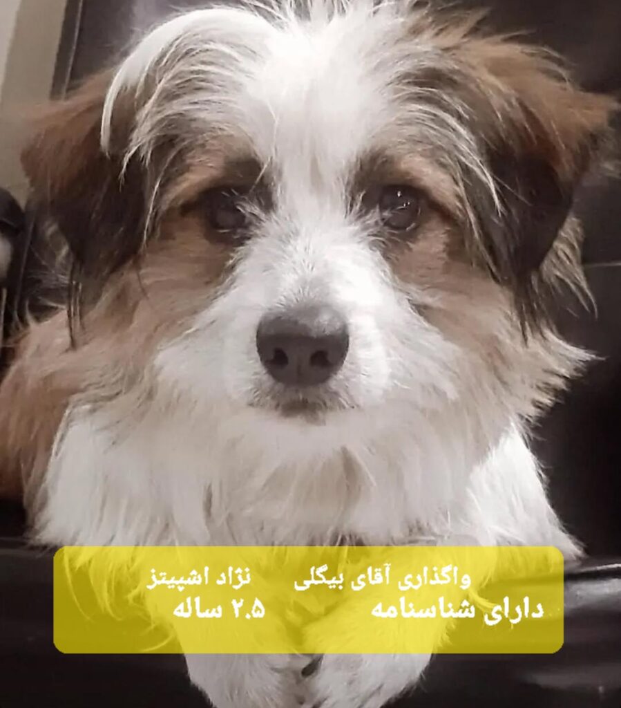 واگذاری یک قلاده سگ