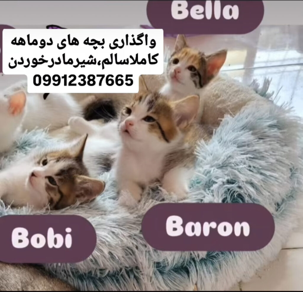 سه فرشته زیبا بلا، بارن، بابی