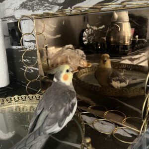 عروس هلندی گمشده