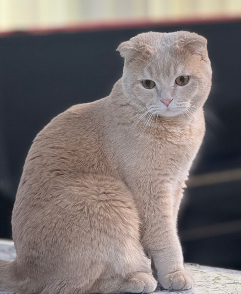 گربه گمشده (سعادت اباد) گلستان یکم