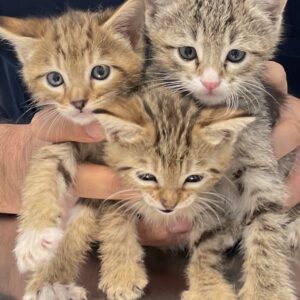 واگذاری بچه گربه