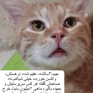 گربه