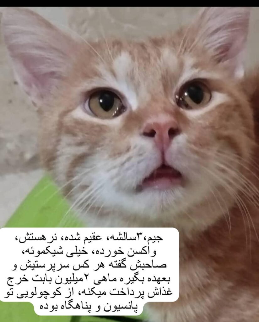 گربه