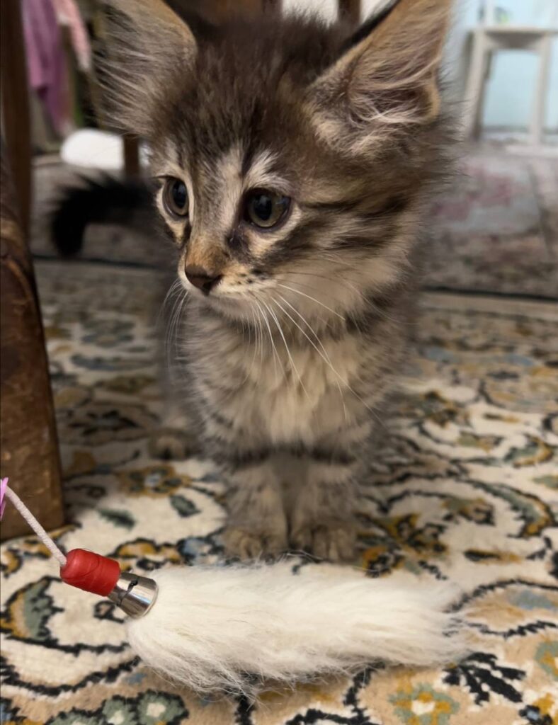 گربه دو ماهه مو بلند ماده