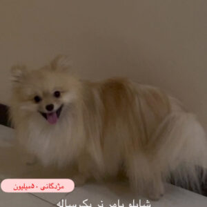 پامر دزدیده شده