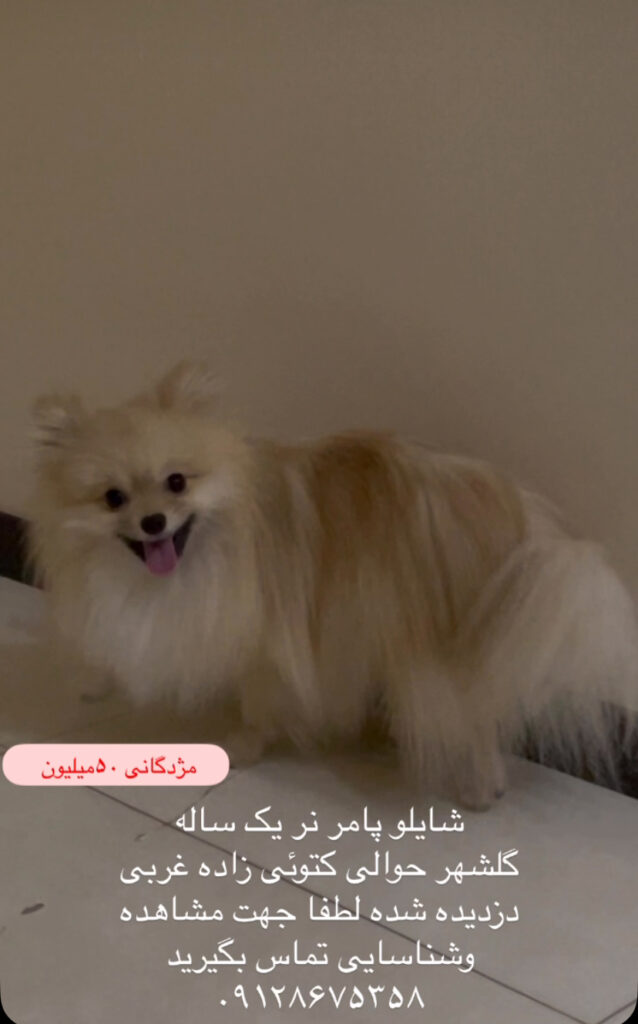 پامر دزدیده شده