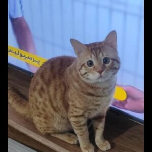 گربه گمشده مژدگانی ۵ میلیون تومان
