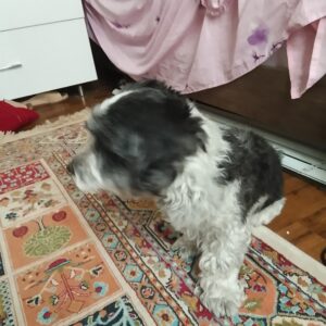 سگ نژاد هاوانیز