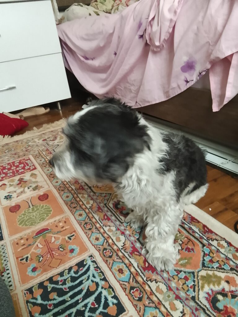 سگ نژاد هاوانیز