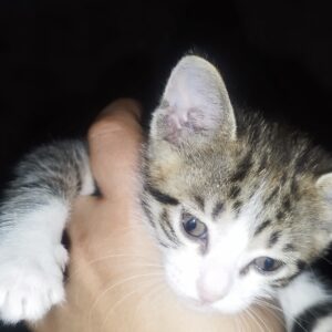 واگذاری بچه گربه DSH