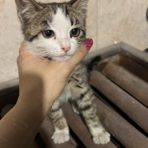 بچه گربه