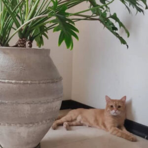 گربه نارنجي گم شده