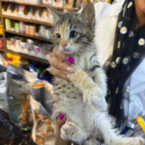 گربه ۲ ماهه کالیکو