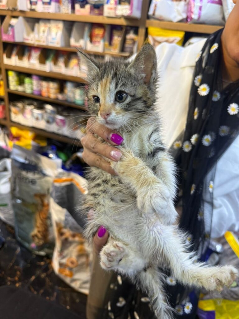 گربه ۲ ماهه کالیکو