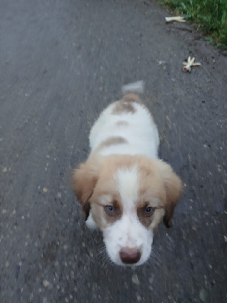 سگ پیداشده