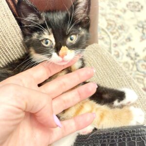 واگذاری گربه کالیکو