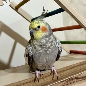 پرنده عروس هلندی گمشده