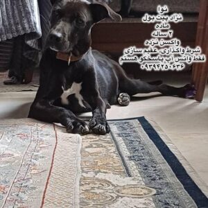 دختر دو ساله پیت بول