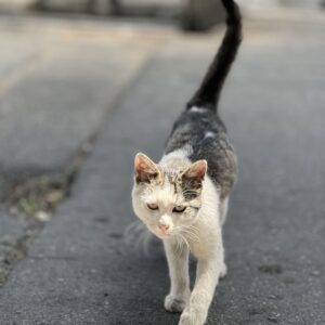 واگذاری یک فرشته