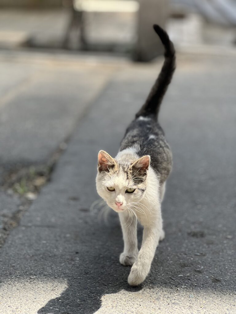 واگذاری یک فرشته