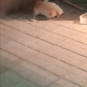 سگ پامر