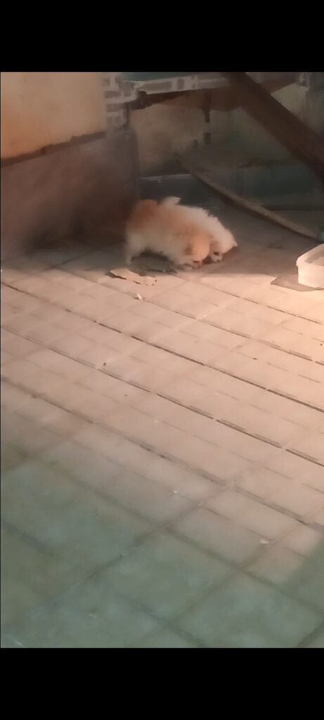 سگ پامر