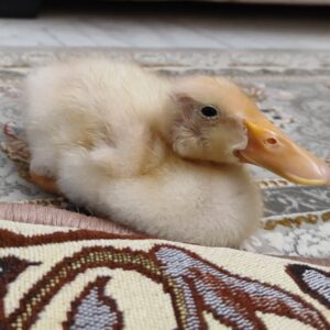 بچه اردک
