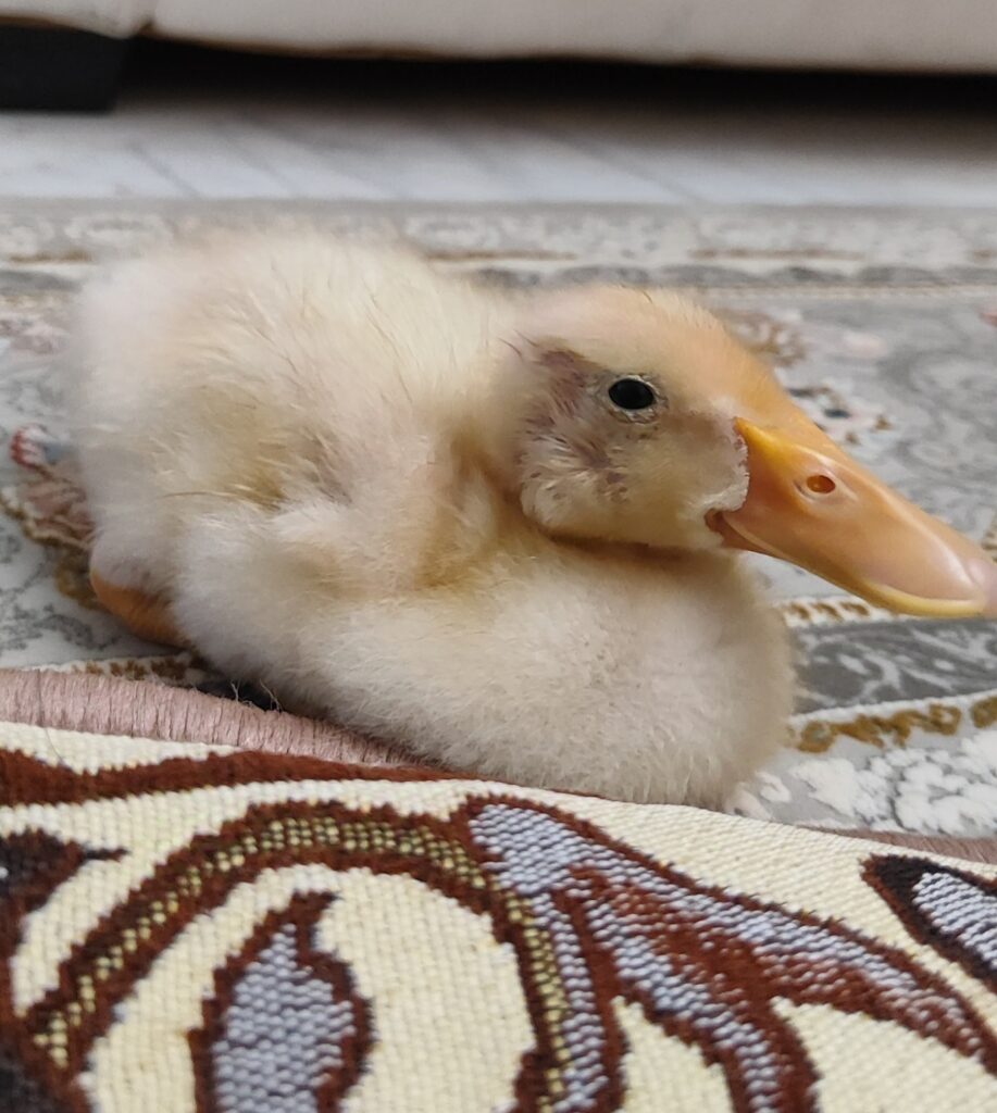 بچه اردک