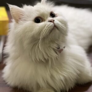 گربه پرشین سفید ماده
