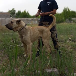 واگذاری سگ سرابی اصیل شجره دار