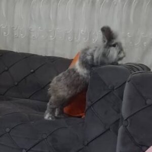 خرگوش اروم و تربیت شده