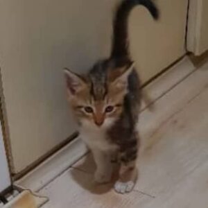 واگذاری گربه DSH، ماده