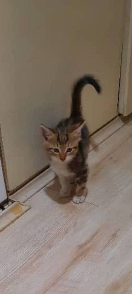 واگذاری گربه DSH، ماده